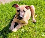Whippet pup te koop, Rabiës (hondsdolheid), Whippet, Reu, 8 tot 15 weken