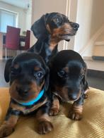 2 mooie teckel Pups (2 reutjes) korthaar, Black and Tan, Dieren en Toebehoren, Rabiës (hondsdolheid), Reu, 8 tot 15 weken, Korthaar