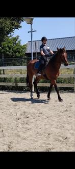 Gezocht, fijn recreatie paard, Ophalen, Dressuur