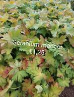 Geranium Maccor, Ophalen, Bodembedekkers, Volle zon, Vaste plant
