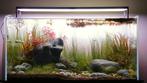 Aquarium stenen, Ophalen of Verzenden, Nieuw, Plant(en), Steen of Hout