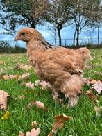 Brahma buff zwart haan, Dieren en Toebehoren, Pluimvee, Mannelijk, Kip