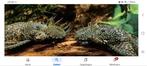 Gezocht ancistrus algeneters, Ophalen of Verzenden, Golfballen frl, Marcel.weiland@hotmail.com, Uilenburgstate
