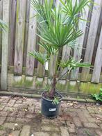 Trachycarpus fortunai winterharde palmbomen, Ophalen of Verzenden, Zomer, Volle zon, Palmboom