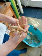 Flappentakken, Overige soorten