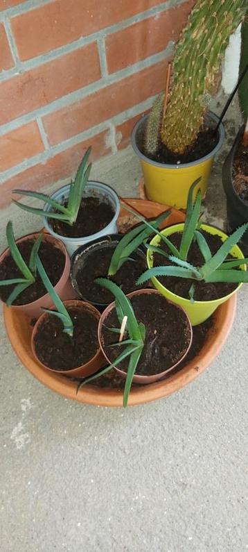 cactussen en aloeetjes beschikbaar voor biedingen