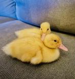 Baby eendjes, Dieren en Toebehoren, Pluimvee, Geslacht onbekend, Eend