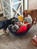 Teckel/chihuahua mix pups., Dieren en Toebehoren, Honden | Teckels en Dashonden, Particulier, 15 weken tot 1 jaar, Reu, CDV (hondenziekte)