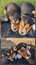 Prachtige driekleurige boerenfox pups! Mogen nu verhuizen🏡!, Dieren en Toebehoren, Overige rassen, 8 tot 15 weken, Meerdere, Meerdere dieren