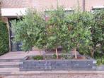 Olijfboom, circa 1,80 meter, Tuin en Terras, Planten | Bomen, Ophalen, Volle zon, Olijfboom, 100 tot 250 cm