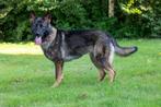 Duitse Herder werklijn pups met rechte rug, Dieren en Toebehoren, Honden | Herdershonden en Veedrijvers, CDV (hondenziekte), 8 tot 15 weken