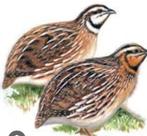 Europese kwartel, Dieren en Toebehoren, Vogels | Overige Vogels, Geslacht onbekend, Geringd