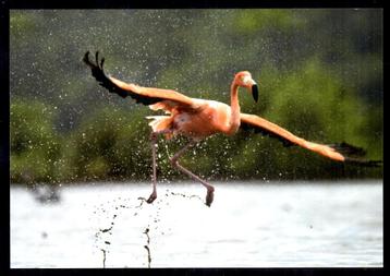 Nederland voorgefrankeerde briefkaart Bonaire  beschikbaar voor biedingen