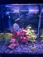 Super leuk compleet aquarium(pje), Ophalen, Zo goed als nieuw, Gevuld zoetwateraquarium