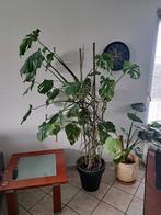Grote Monstera Kamerplant - 180cm, Ophalen, Overige soorten, Halfschaduw, In pot