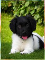 Lieve 𝗳𝗿𝗶𝗲𝘀𝗲 𝘀𝘁𝗮𝗯𝗶𝗷 pups mogen verhuizen 🖤, Dieren en Toebehoren, Overige rassen, 8 tot 15 weken, CDV (hondenziekte)