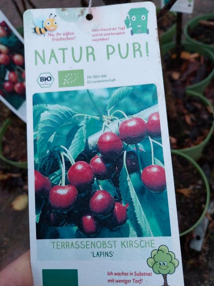 Partij fruitbomen 43 stuks, Tuin en Terras, Planten | Fruitbomen, Lente, In pot, Ophalen