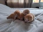 Kittens, Dieren en Toebehoren, Katten en Kittens | Overige Katten, Meerdere dieren
