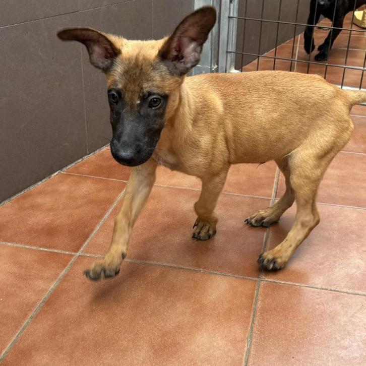 AE: Romeo, waar mag hij nu onbezorgd en gelukkzalig leven?, Dieren en Toebehoren, Honden | Niet-rashonden, Groot, Reu, Particulier