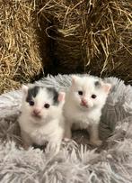 Twee lieve boerderij katjes zoeken een fijn huisje!, Dieren en Toebehoren, Katten en Kittens | Overige Katten, Kortharig, Meerdere dieren