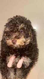 Raszuivere toy poedel pup black/tan, Poedel, Reu, Meerdere, Nederland