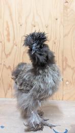 prachtige USA zijdehoender, Dieren en Toebehoren, Pluimvee, Mannelijk, Kip