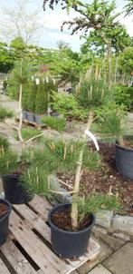 Pinus nigra bonsai vorm in pot ongeveer 125 cm hoog, Tuin en Terras, Planten | Bomen, In pot, Halfschaduw, Overige soorten, Bloeit niet