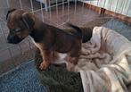 Nog 1 super leuk  jack russel teefje!, Dieren en Toebehoren, Jack Russell Terriër, 8 tot 15 weken, Teef, CDV (hondenziekte)
