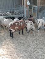 Te koop mooie dekrammen, Dieren en Toebehoren, Mannelijk, Schaap