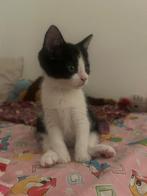 Kitten, Dieren en Toebehoren, Katten en Kittens | Dekkaters, 0 tot 2 jaar