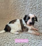 Super mooie Vlinderhondjes!, Dieren en Toebehoren, Honden | Chihuahua's en Gezelschapshonden, Rabiës (hondsdolheid), Overige rassen