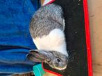 Konijnen, Dieren en Toebehoren, Februari, Vrouwelijk, Chinchilla