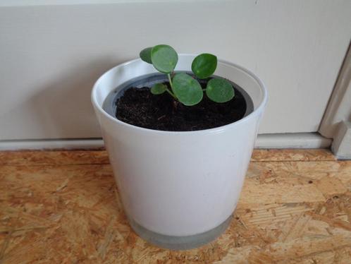 PANNENKOEKPLANT in wit glazen bloempot kamerplant, Huis en Inrichting, Kamerplanten, Overige soorten, Minder dan 100 cm, In pot