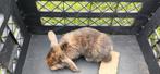 Hangoor konijntjes, Dieren en Toebehoren, Ophalen