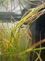 Black molly baby’s, Dieren en Toebehoren, Vissen | Aquariumvissen, Vis