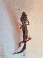 Luipaardgekko eublepharis macularis 0.0.1
#8, Hagedis