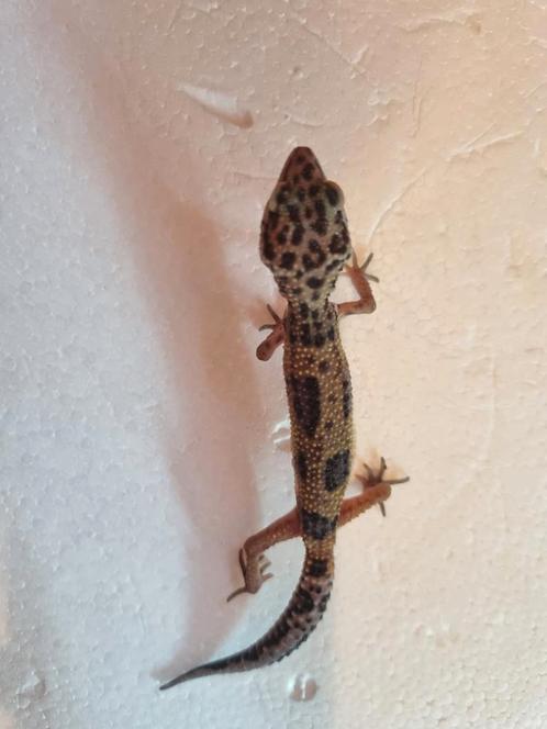 Luipaardgekko eublepharis macularis 0.0.1
#8, Dieren en Toebehoren, Reptielen en Amfibieën, Hagedis