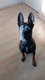 Mechelse herder teefje, Ophalen