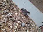 Chineese dwerg kwartel man bont, Dieren en Toebehoren, Mannelijk