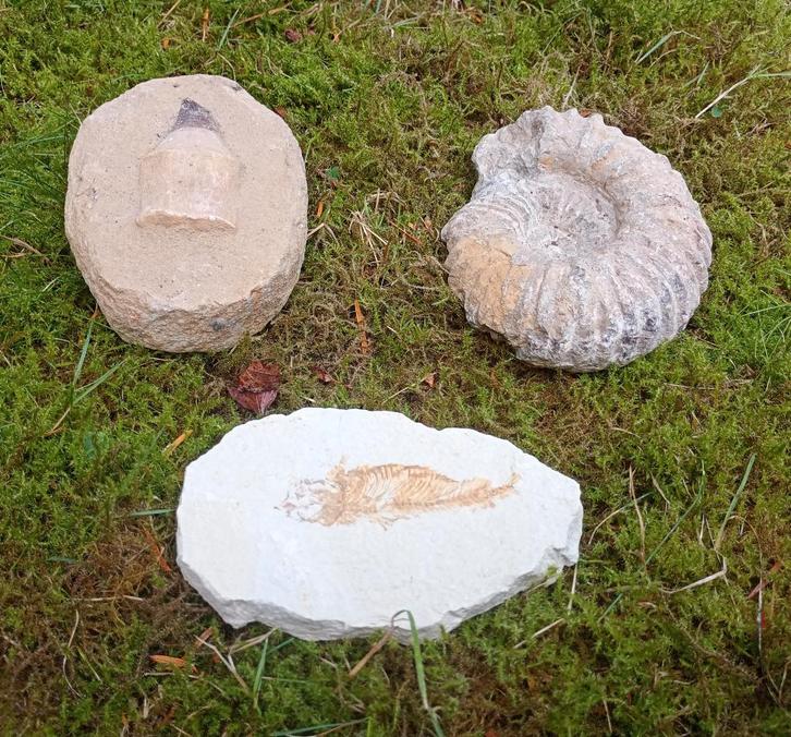 Fossielen vis - ammoniet en mosasaurus tand, Verzamelen, Mineralen en Fossielen, Fossiel, Ophalen of Verzenden