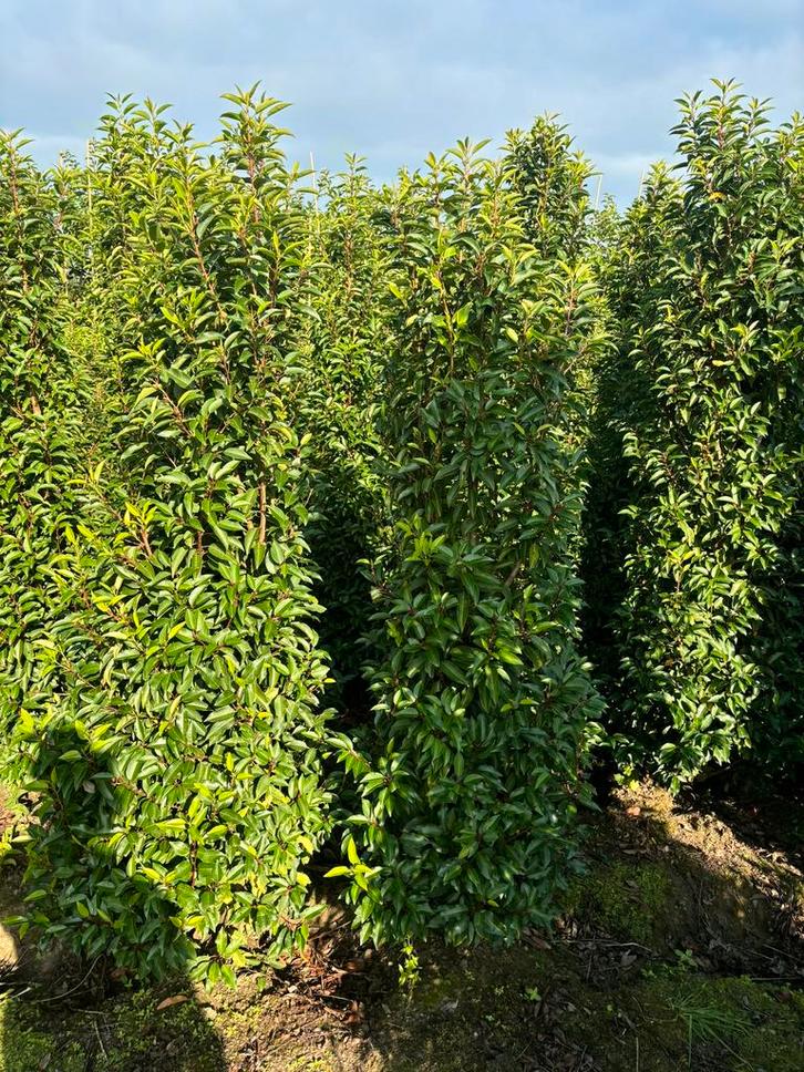 Portugese laurier mooie kwalteit, beste aangroei wintergroen, Tuin en Terras, Planten | Struiken en Hagen, Ophalen