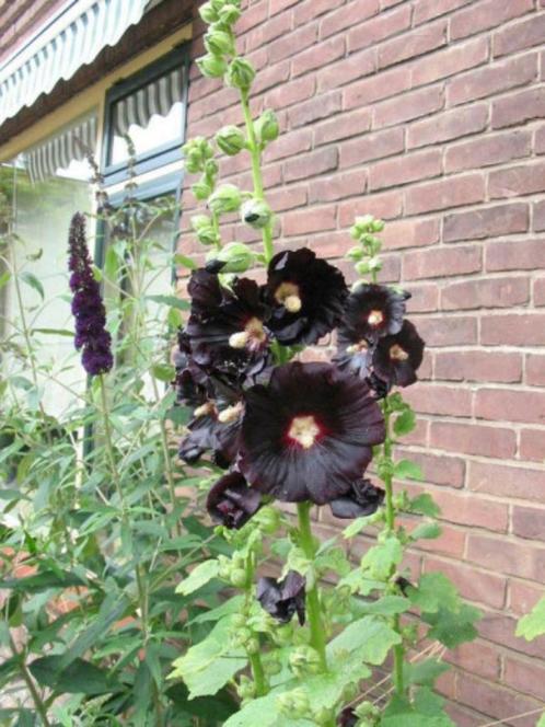 Stekjes helleboris(kerstroos) + stokroos zwart, Tuin en Terras, Planten | Tuinplanten, Volle zon, Zomer, Ophalen