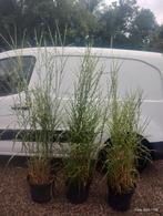 Miscanthus zebrinus, geelgroen siergras, Ophalen, Volle zon, Overige soorten, 100 tot 250 cm