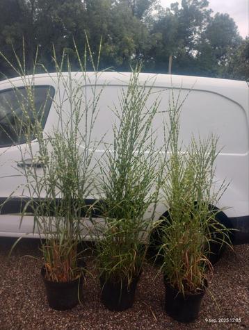 Miscanthus zebrinus, geelgroen siergras beschikbaar voor biedingen
