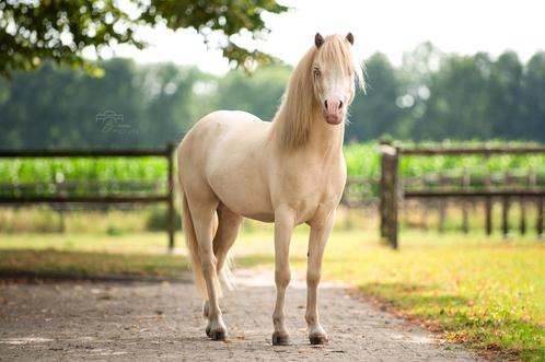 Knappe en goed bewegende welsh, Dieren en Toebehoren, Pony's, Ruin, Onbeleerd, A pony (tot 1.17m), Dressuurpony, 3 tot 6 jaar