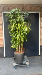 Antracite pot verrijdbaar ø43 met aquasytem en plant, Ophalen of Verzenden, Rond, Minder dan 60 cm