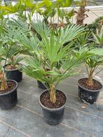 Palm, Trachycarpus WAGNERIANUS, Verzenden, Bloeit niet, Overige soorten, Volle zon