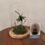 Stolp met opgezette kever, Verzamelen, Dierenverzamelingen, Ophalen, Nieuw, Insect, Opgezet dier