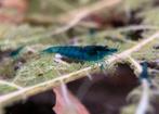 Blue dream garnalen | Neocaridina blauw shrimps, Kreeft, Krab of Garnaal
