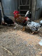 Zweedse bloemkippen, Dieren en Toebehoren, Meerdere dieren, Kip